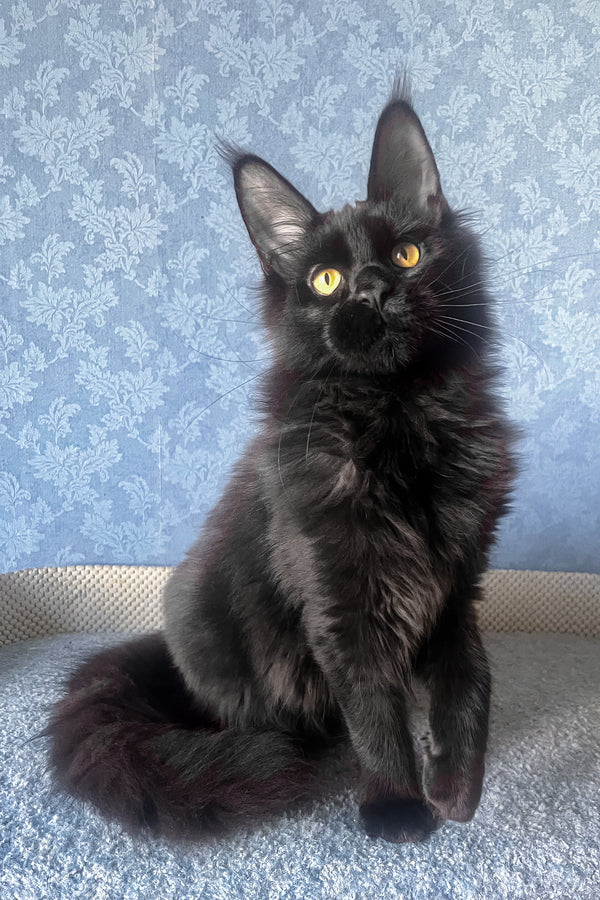 Agat | Maine Coon Kitten