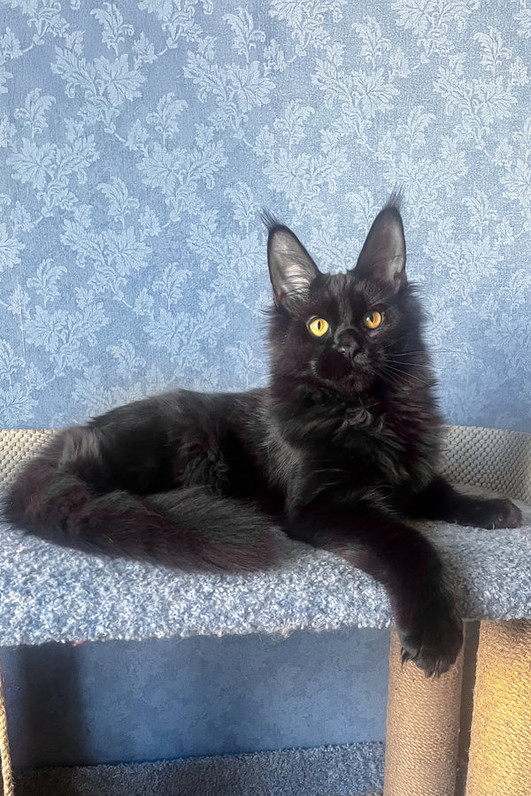 Agat | Maine Coon Kitten