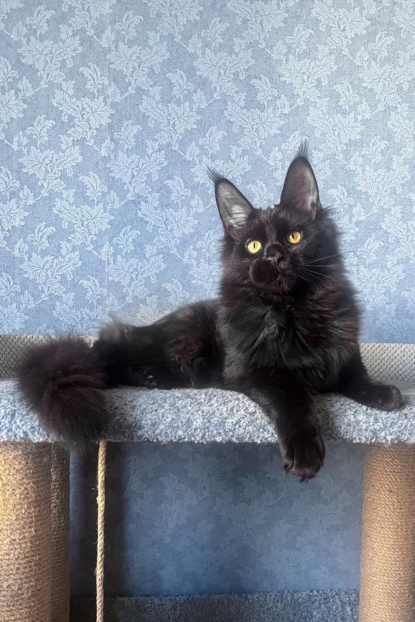 Agat | Maine Coon Kitten