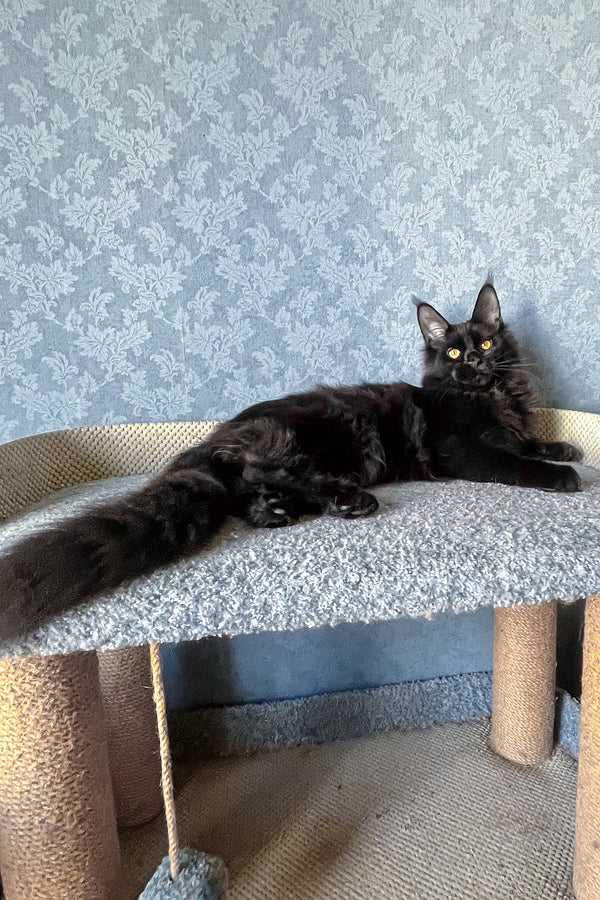 Agat | Maine Coon Kitten