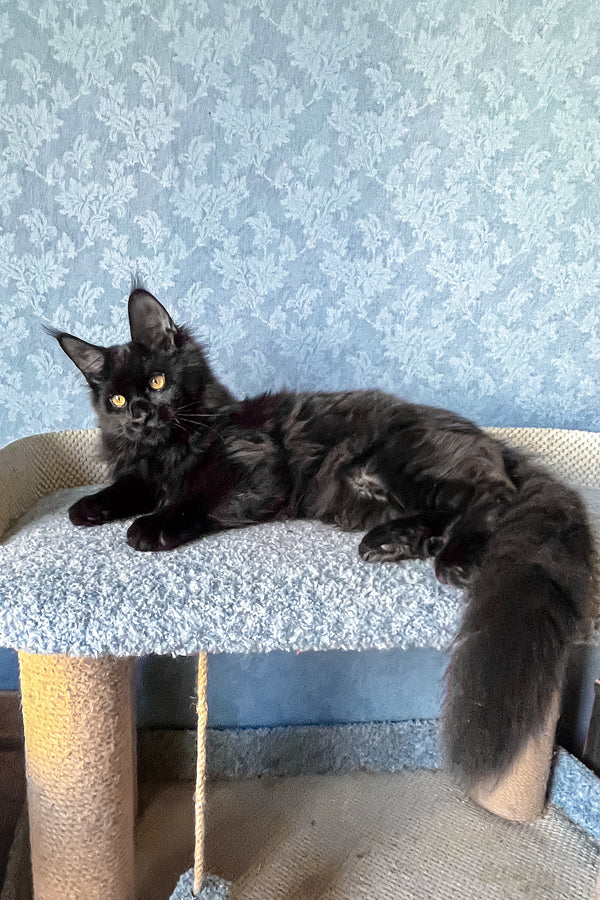 Agat | Maine Coon Kitten