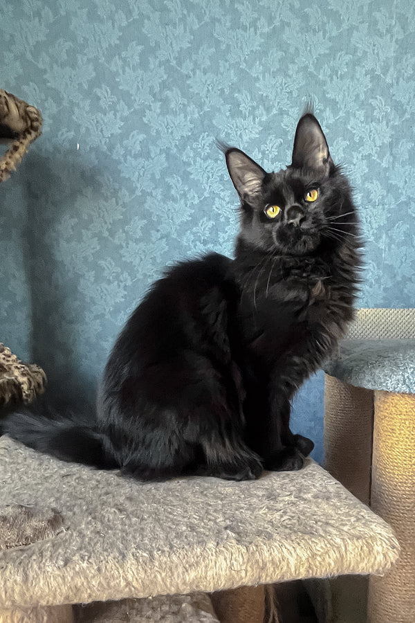 Agat | Maine Coon Kitten