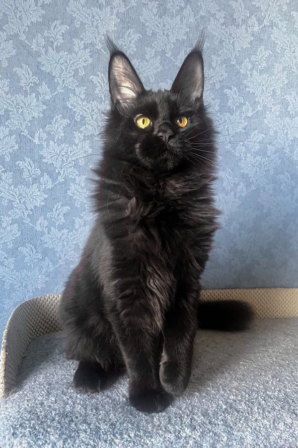 Agat | Maine Coon Kitten