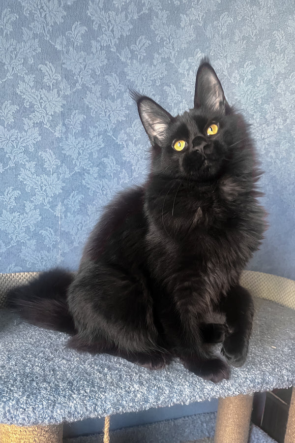 Agat | Maine Coon Kitten