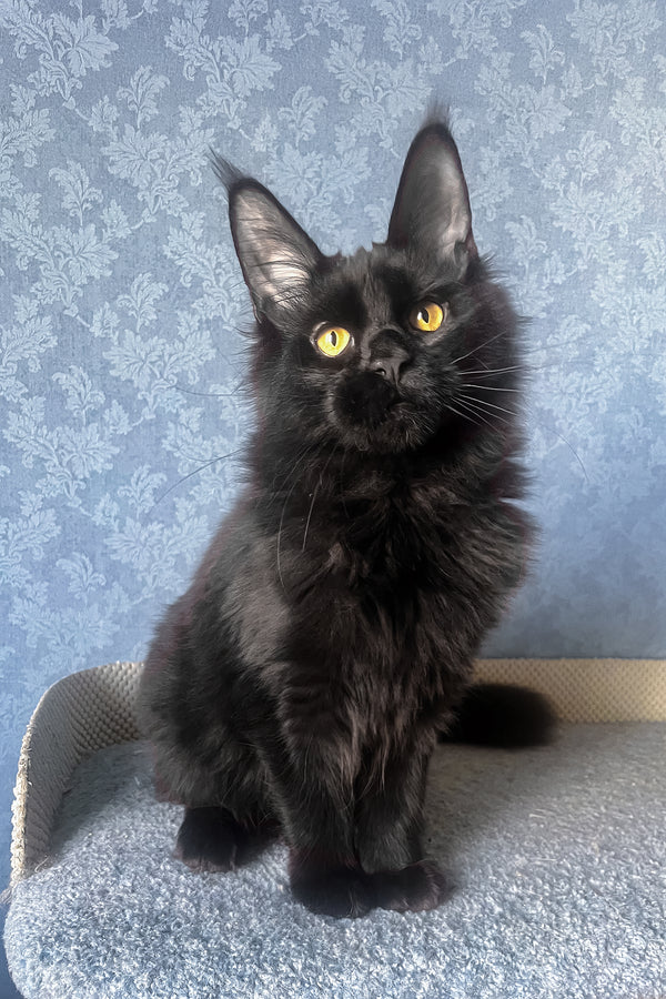 Agat | Maine Coon Kitten