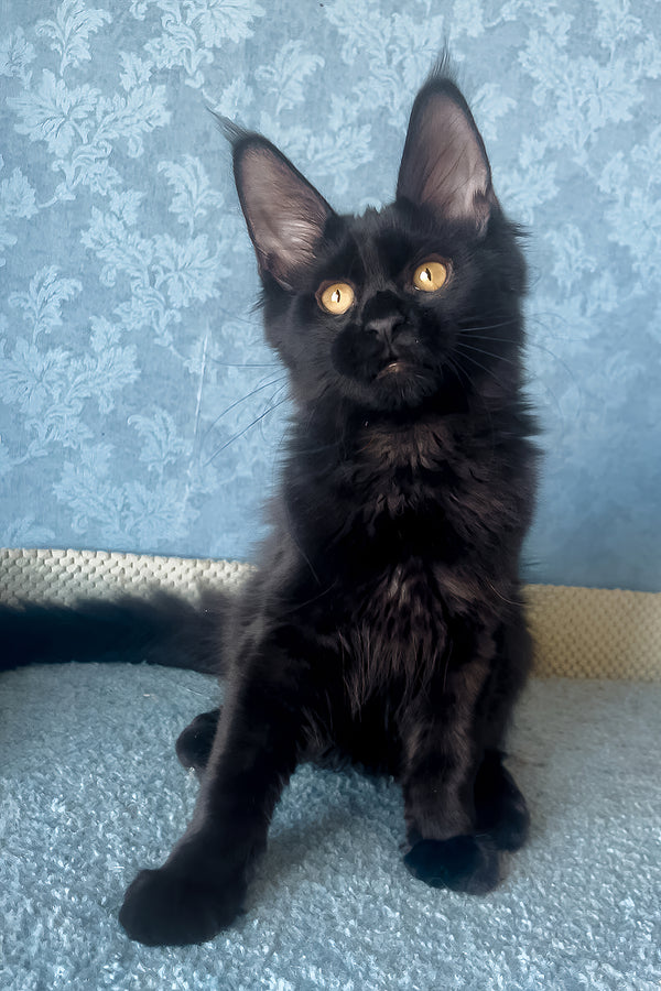 Agat | Maine Coon Kitten