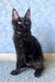 Agat | Maine Coon Kitten