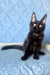 Agat | Maine Coon Kitten