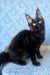 Agat | Maine Coon Kitten