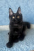 Agat | Maine Coon Kitten