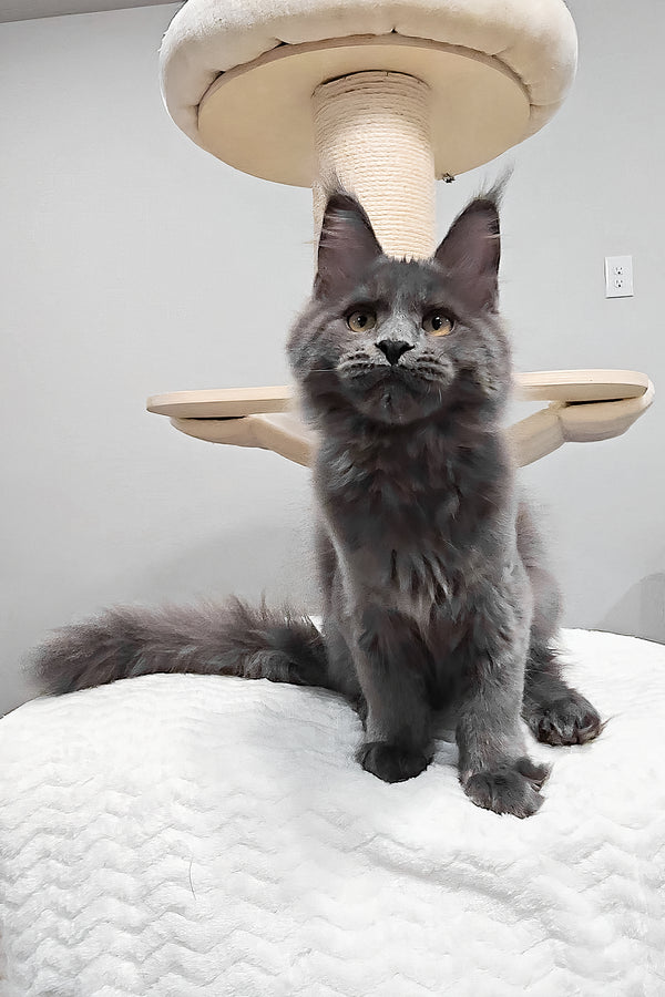 Agnes | Maine Coon Kitten