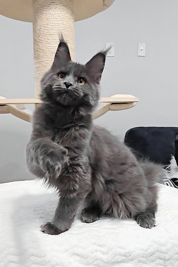 Agnes | Maine Coon Kitten