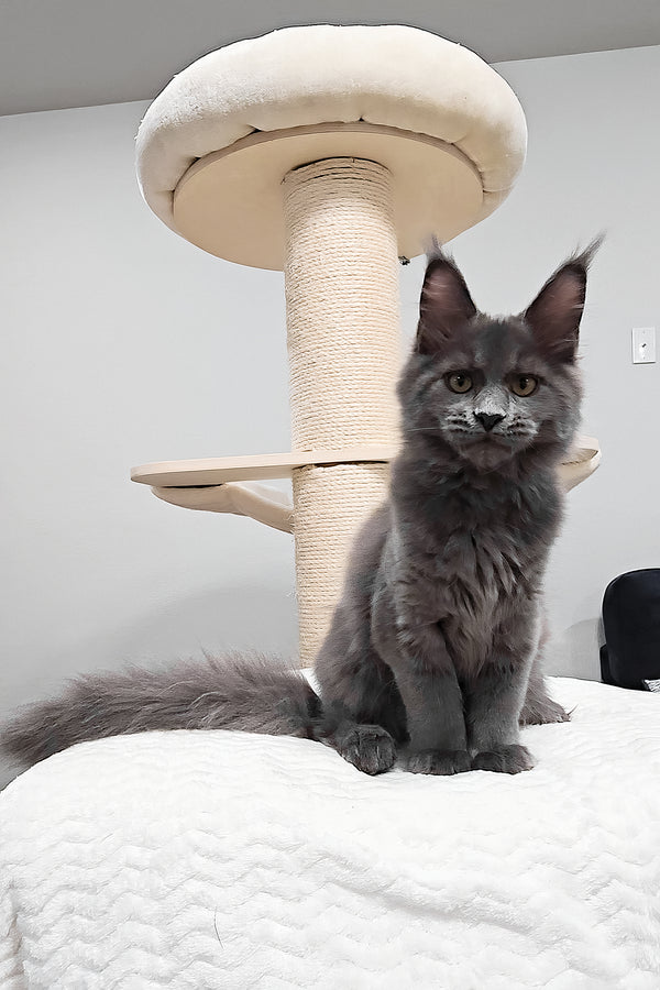 Agnes | Maine Coon Kitten