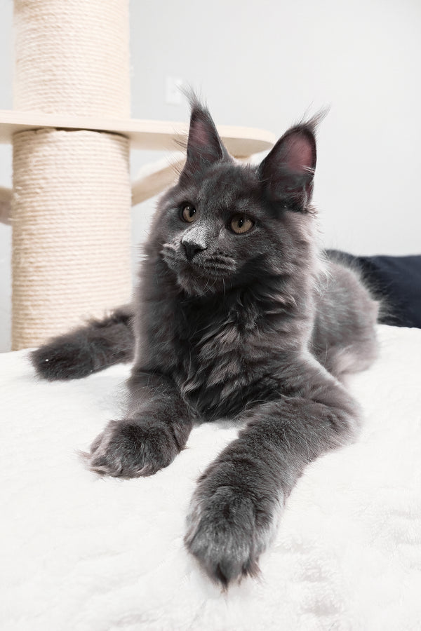 Agnes | Maine Coon Kitten