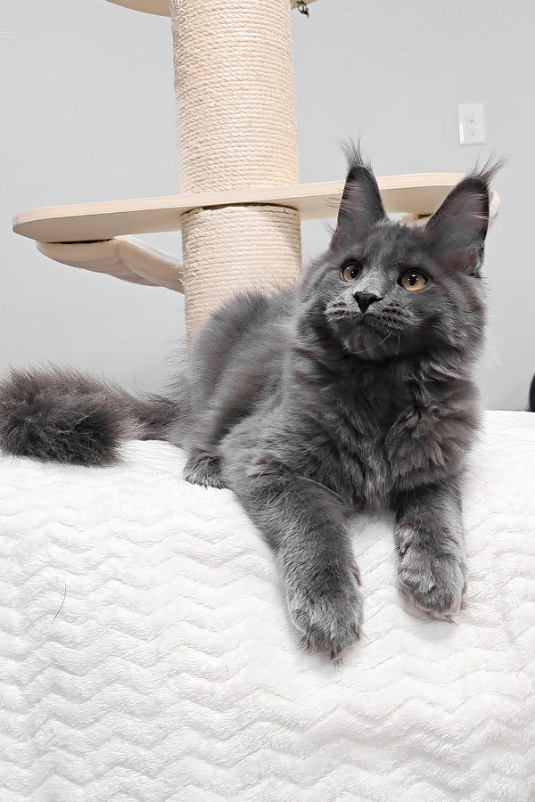 Agnes | Maine Coon Kitten