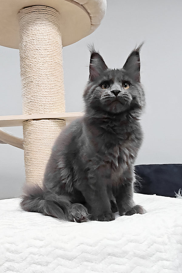 Agnes | Maine Coon Kitten
