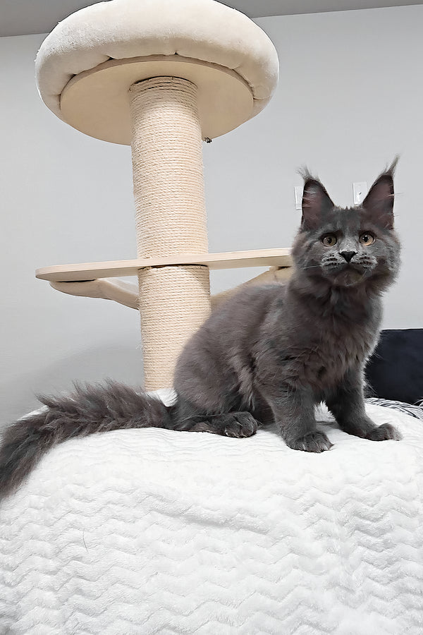 Agnes | Maine Coon Kitten