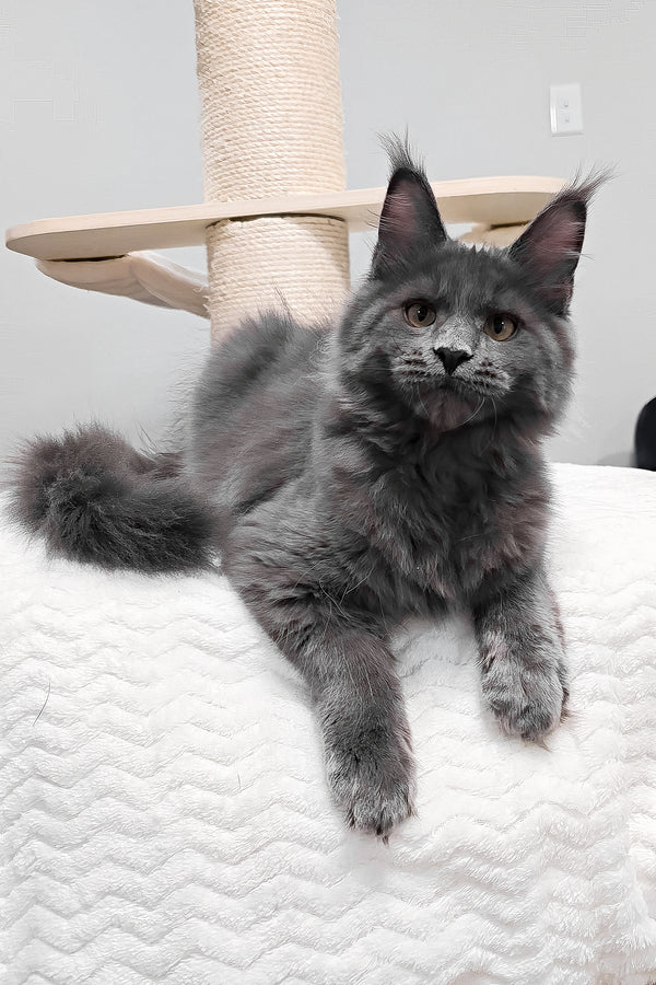 Agnes | Maine Coon Kitten
