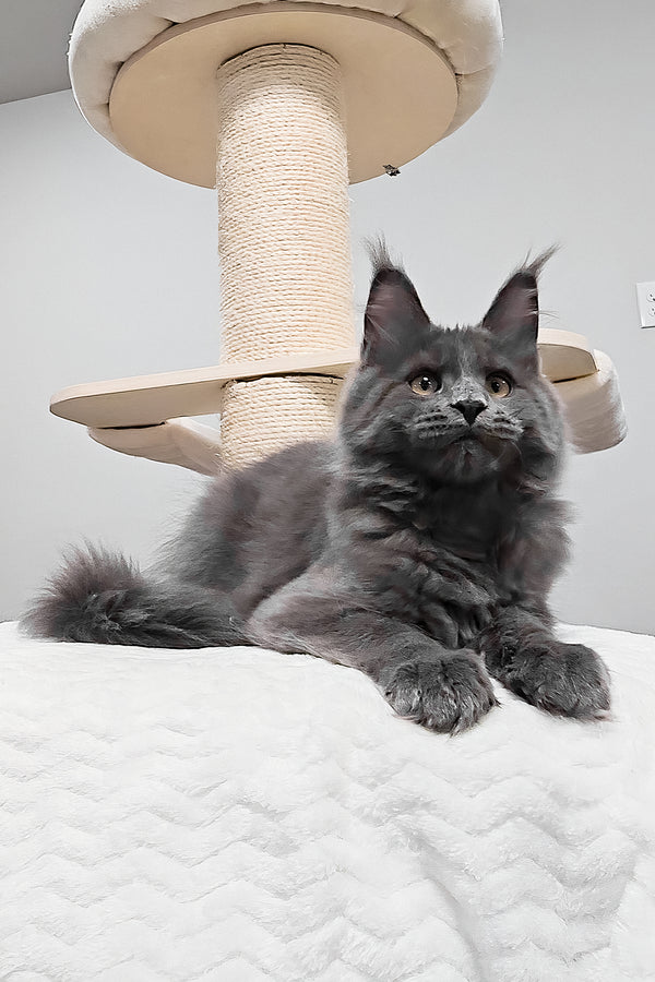 Agnes | Maine Coon Kitten