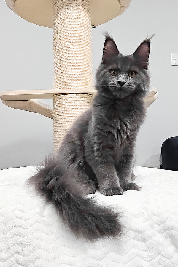 Agnes | Maine Coon Kitten