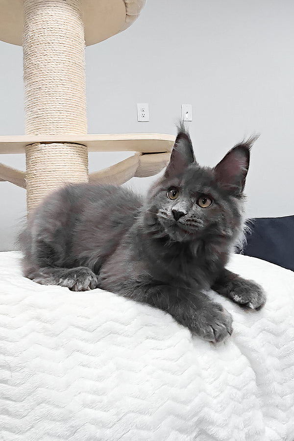 Agnes | Maine Coon Kitten
