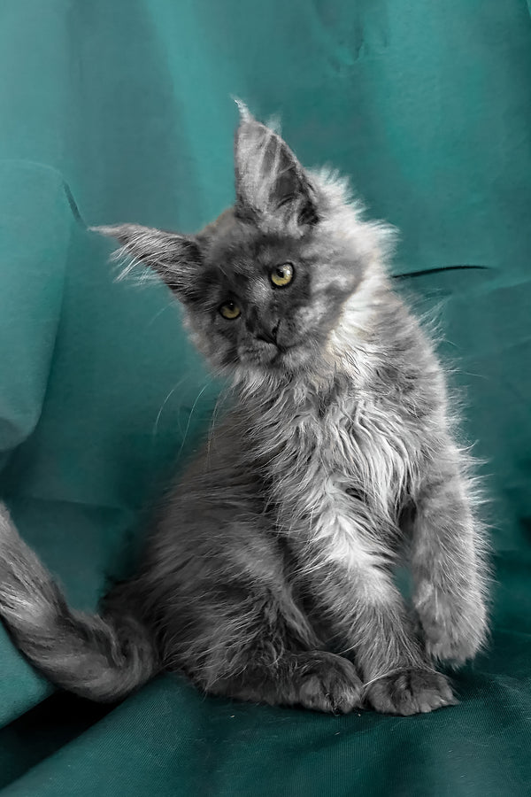 Ahata | Maine Coon Kitten