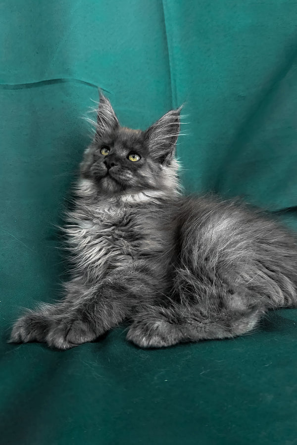 Ahata | Maine Coon Kitten