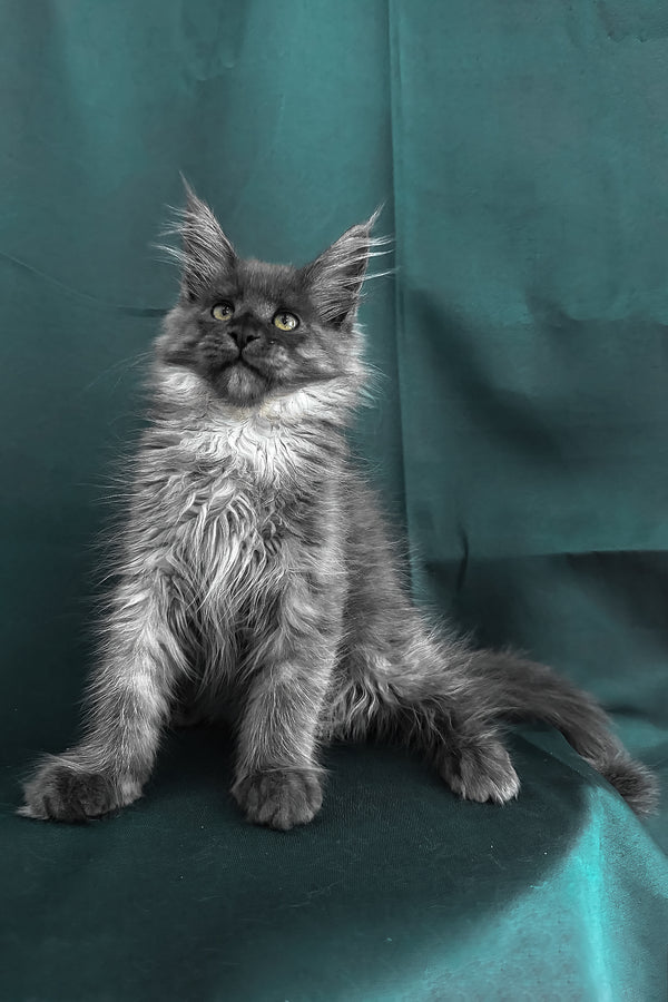 Ahata | Maine Coon Kitten