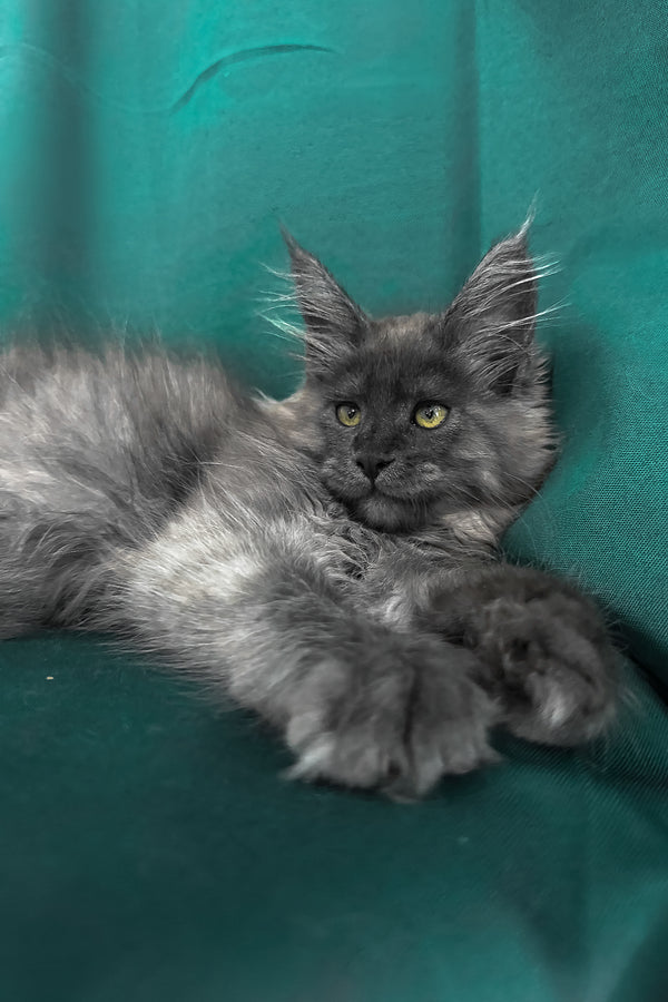 Ahata | Maine Coon Kitten