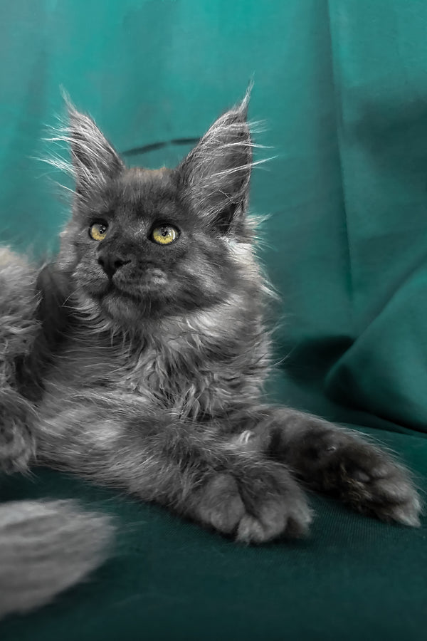 Ahata | Maine Coon Kitten