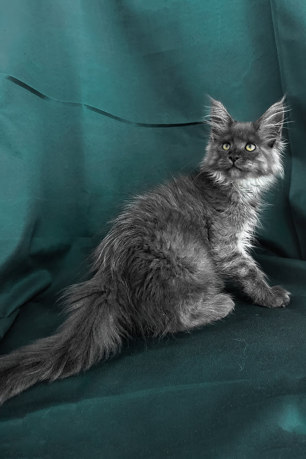 Ahata | Maine Coon Kitten