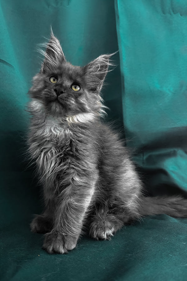 Ahata | Maine Coon Kitten