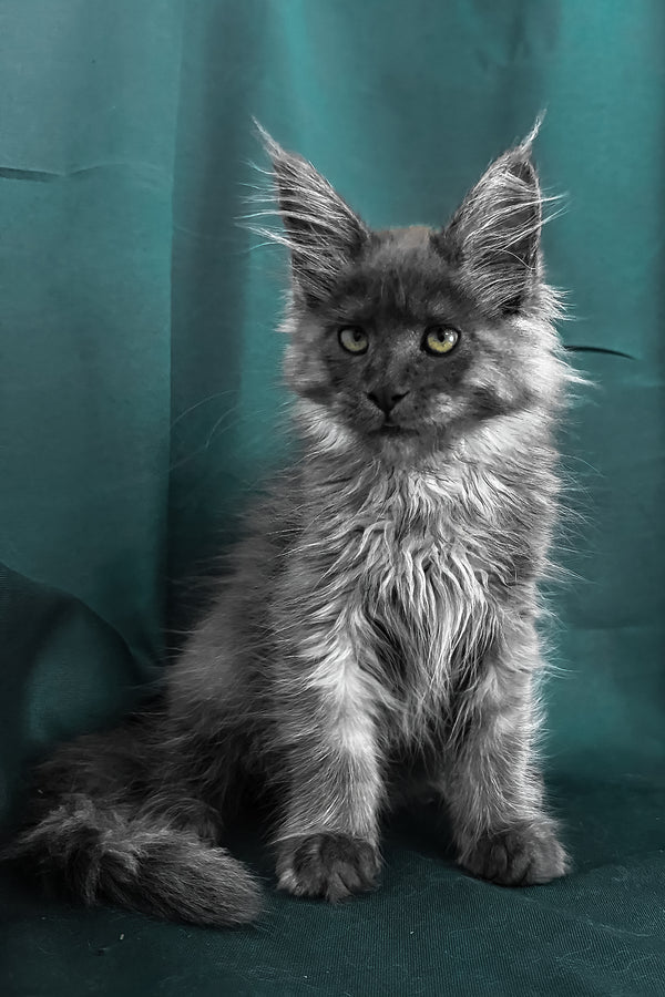 Ahata | Maine Coon Kitten
