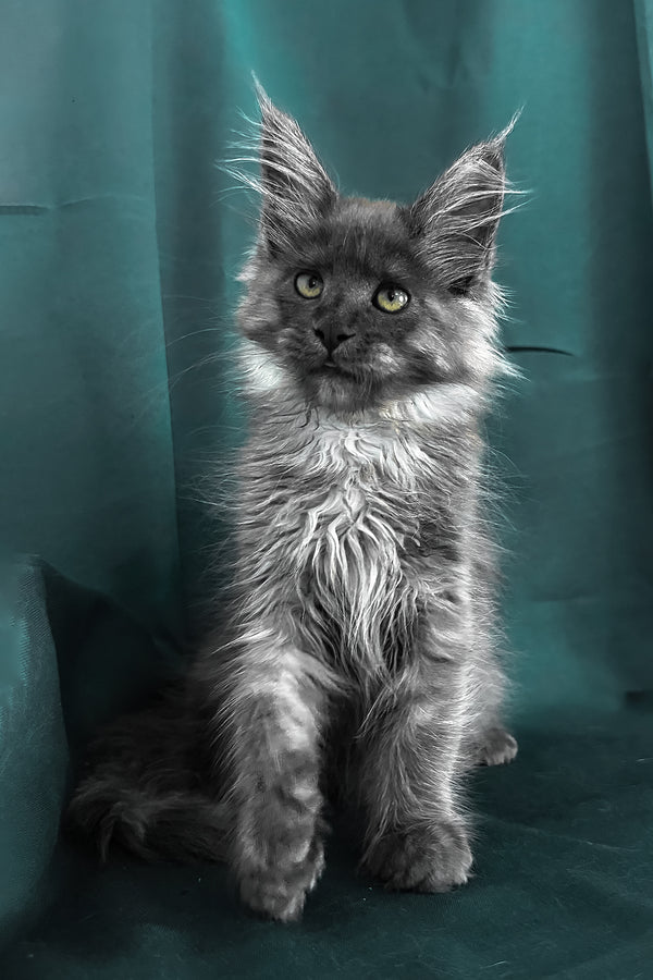 Ahata | Maine Coon Kitten