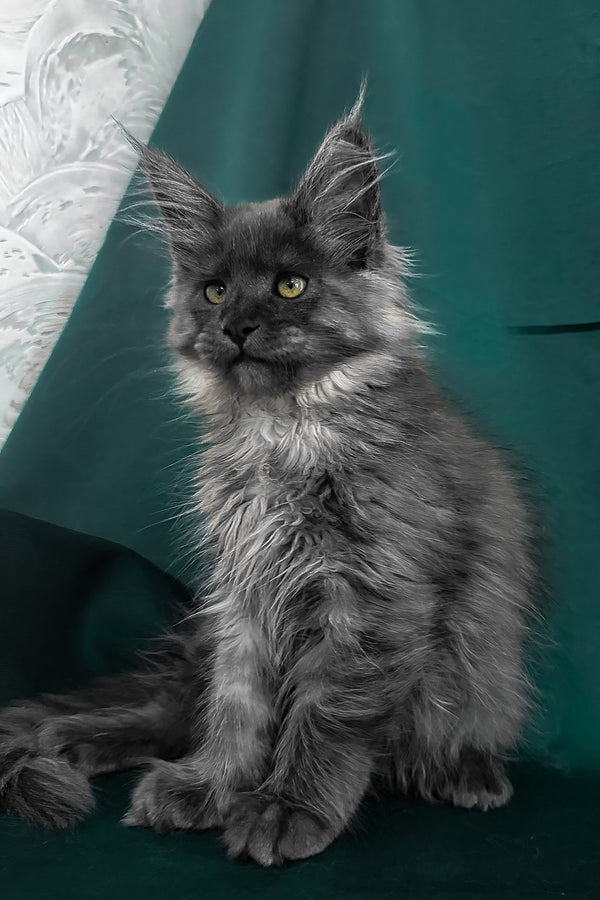 Ahata | Maine Coon Kitten