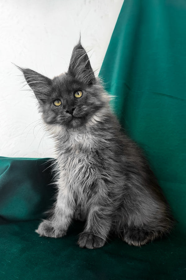 Ahata | Maine Coon Kitten