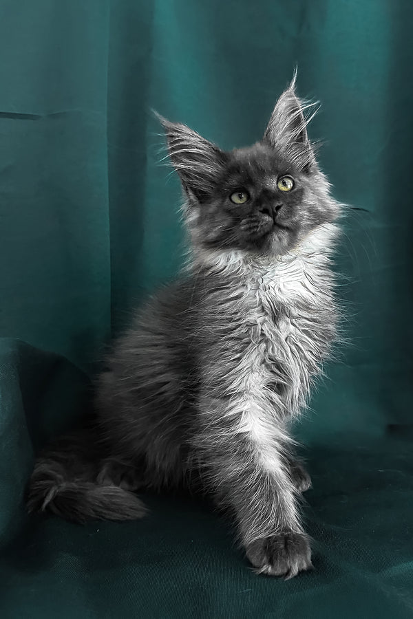 Ahata | Maine Coon Kitten