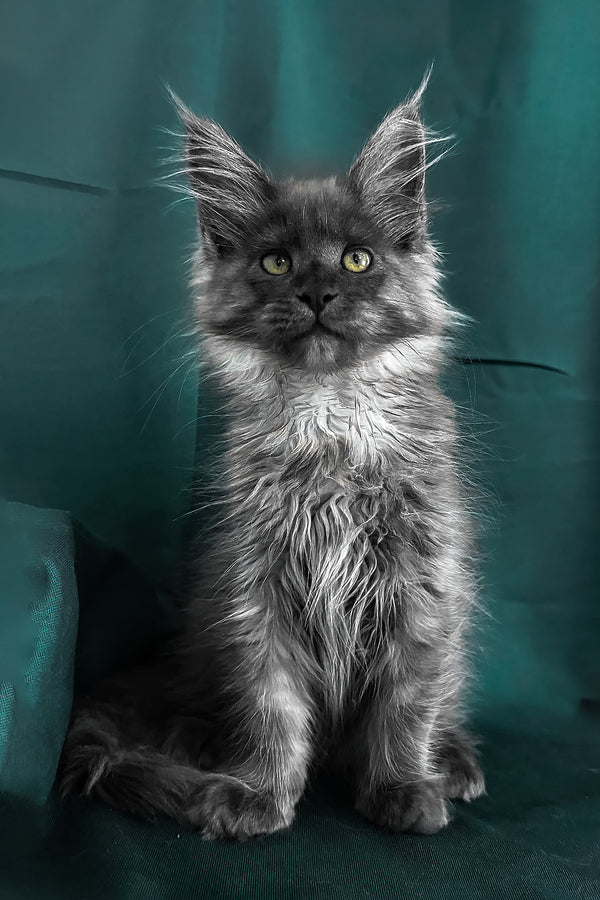 Ahata | Maine Coon Kitten