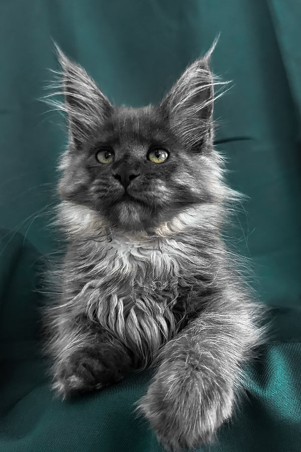 Ahata | Maine Coon Kitten