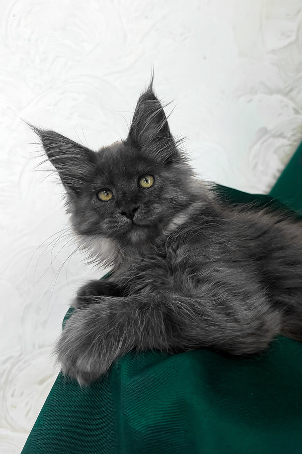 Ahata | Maine Coon Kitten