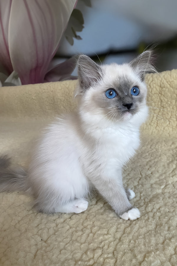 Aida | Ragdoll Kitten
