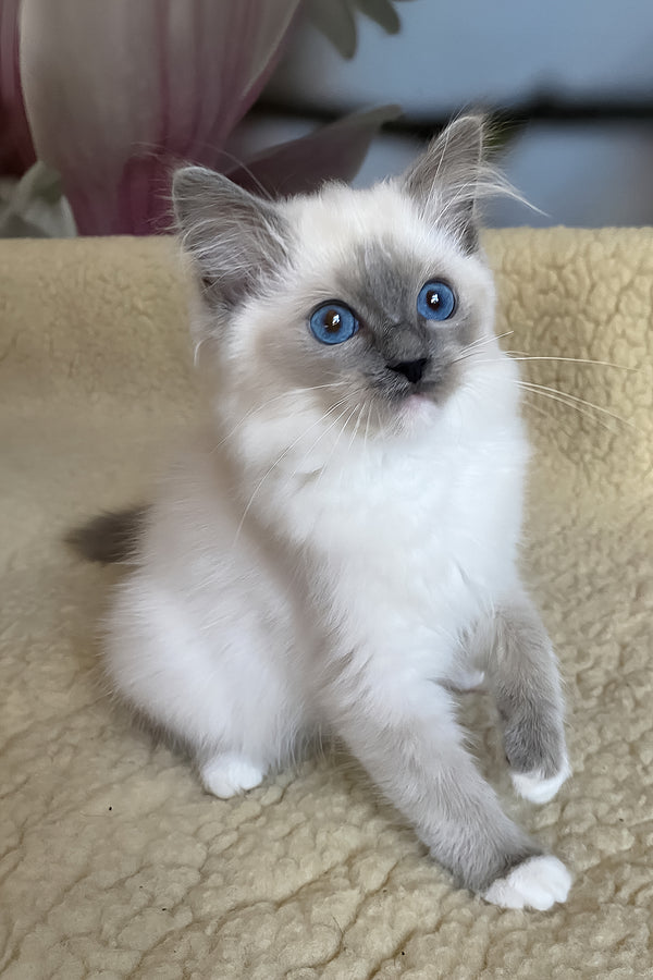 Aida | Ragdoll Kitten