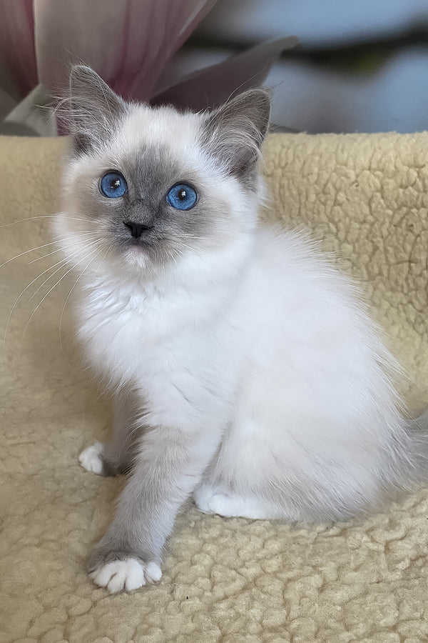 Aida | Ragdoll Kitten