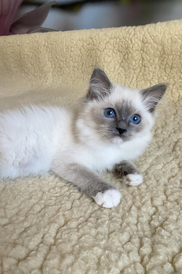 Aida | Ragdoll Kitten