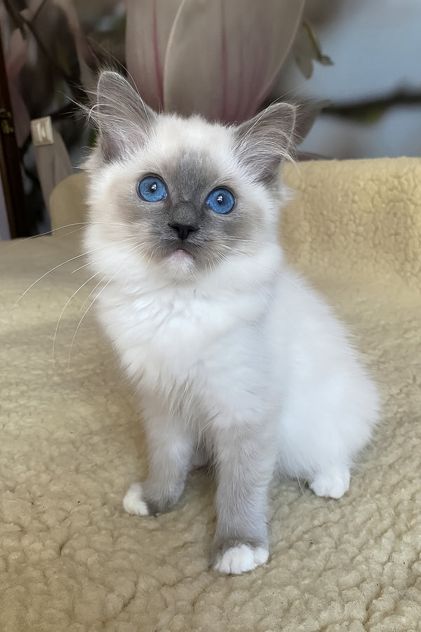 Aida | Ragdoll Kitten