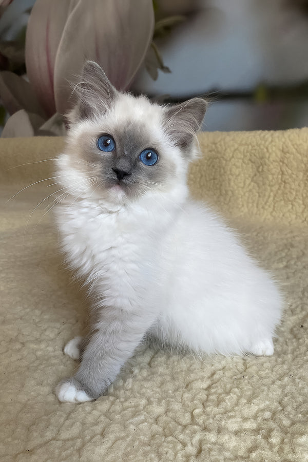 Aida | Ragdoll Kitten