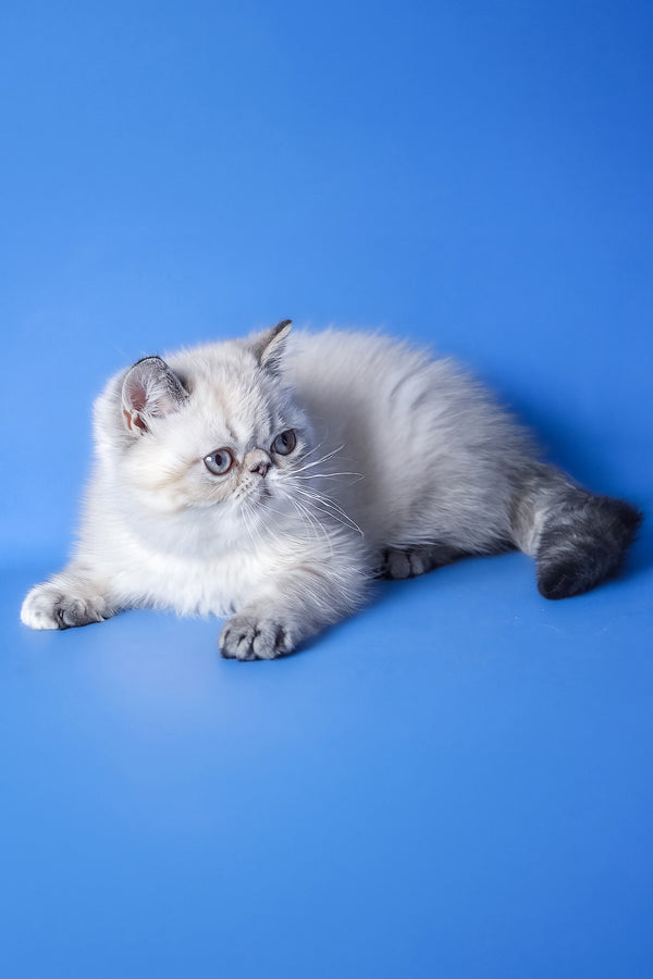 Aisha | Exotic Shorthair Kitten