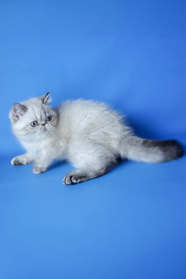 Aisha | Exotic Shorthair Kitten