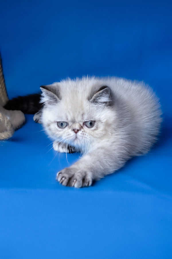Aisha | Exotic Shorthair Kitten