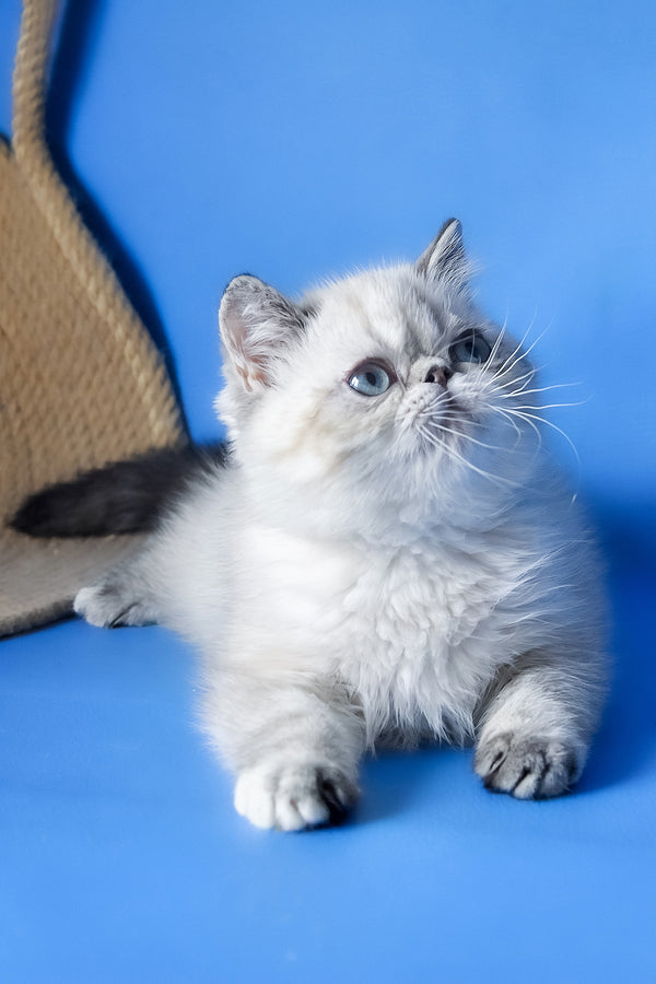 Aisha | Exotic Shorthair Kitten